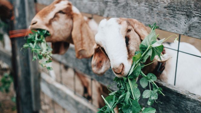 
 Hotman Paris, Kejati Banten Bebaskan Muhyani Penjaga Kambing