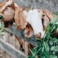 Kejati Banten membebaskan Muhyani, penjaga kambing, menyusul peran aktif Hotman Paris dalam kasus tersebut.