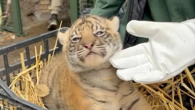 
 Harimau Sumatra bernama Terima Kashi, Sumber: Instagram @bioparcoroma