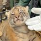 Harimau Sumatra bernama Terima Kashi, Sumber: Instagram @bioparcoroma