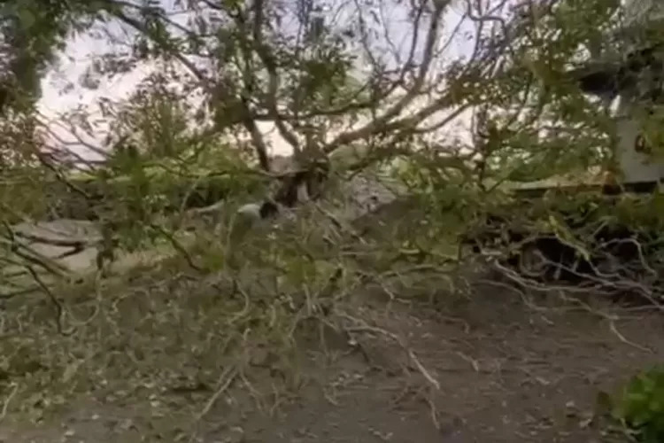 Pohon Tumbang Di Jalan Juanda Lumajang