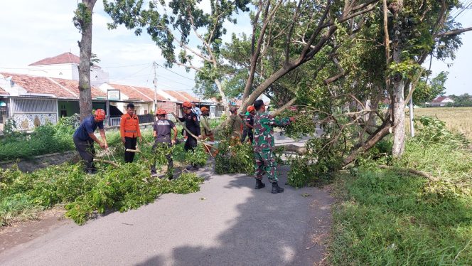 
 Cuaca Ekstrem Lumajang, Pohon Sering Tumbang BPBD Lumajang Berikan Imbauan