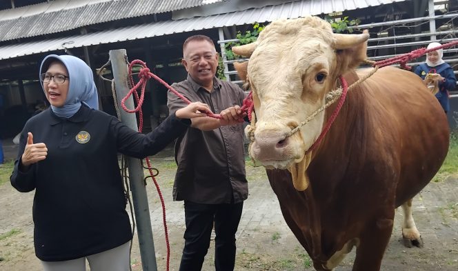 
 Sapi Simental 880 Kg dari Desa Dawuhan Lor Terpilih Jadi Hewan Kurban Presiden Prabowo di Lumajang