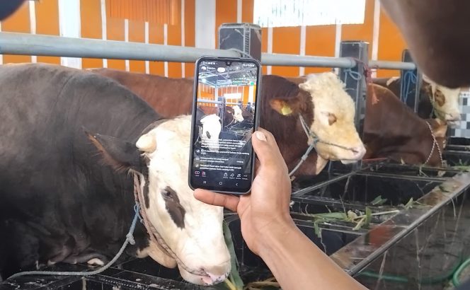
 Lonjakan Penjualan Sapi Kurban di Mandiri Farm Lumajang, Pembeli dari Jakarta hingga Digitalisasi Penjualan