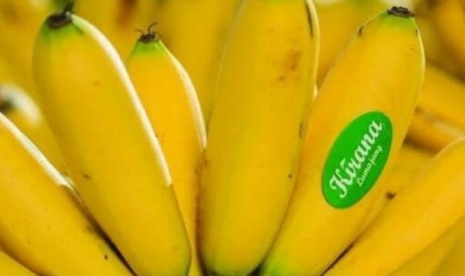 
 Pisang Mas Kirana Lumajang: Buah Lokal yang Mendunia dan Mengangkat Nama Indonesia
