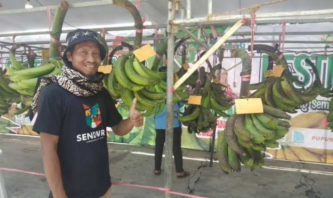 
 Pisang Agung Lumajang: Superfood Lokal Pro-Vitamin A 90 Kali Lipat Lebih Tinggi