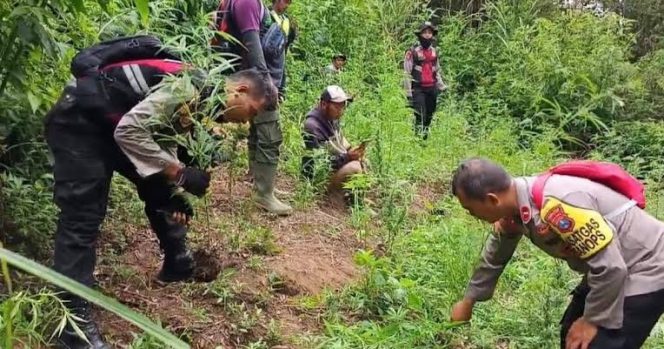 
 Terjebak dalam Jaringan Kekerasan dan Ketakutan: Realita Kelam Tembul di Kasus Ganja Gunung Semeru