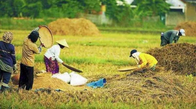 
 Lumajang: Antara Data Resmi dan Realita Lapangan, Kemana Luas Tambah Tanam Sebenarnya?