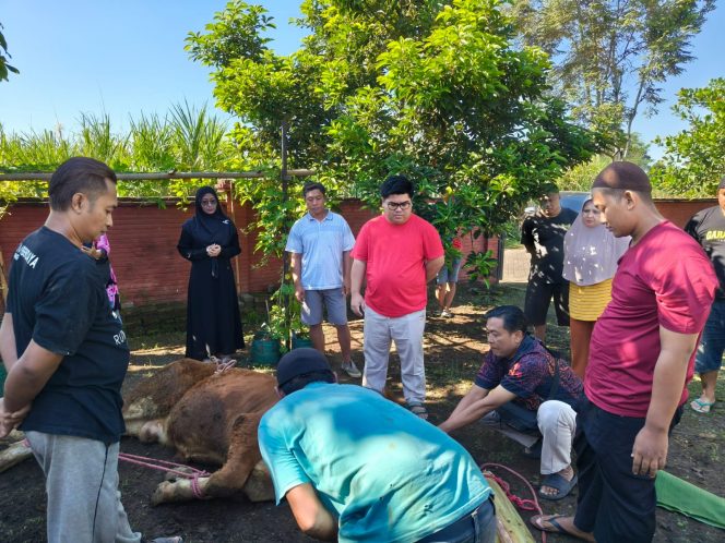 
 Agus Setiawan, Pengusaha Muda Lumajang, Tebar Kebaikan Lewat Kurban 300 Kilogram Daging di Hari Idul Adha