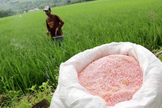 
 Petani Lumajang Dirugikan, Nota Sesuai HET tapi Bayar Jauh Lebih Mahal