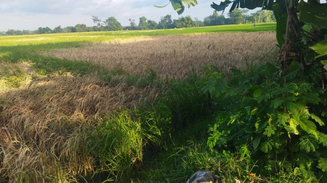 
 Desa-Desa Ini Jadi Zona Merah Wereng di Lumajang, Sawah Rusak Parah