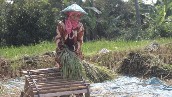 
 Harga Beras Premium Terancam Naik Imbas Dinamika Harga Gabah di Lumajang