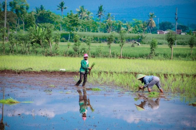 
 Petani Boreng Rugi Besar Akibat Wereng: Sudah Disemprot, Tetap Gagal