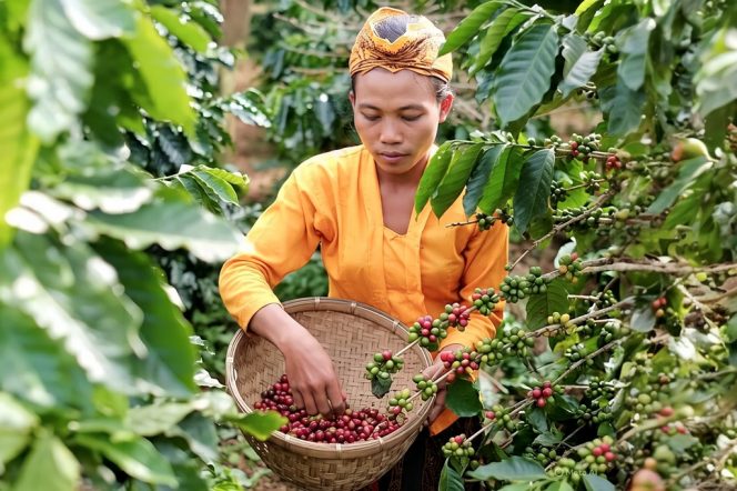 
 Kopi Senduro: Aroma Warisan dari Lereng Semeru