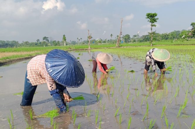 
 Literasi Petani Minim, Tapi Solusinya Belum Sistemik