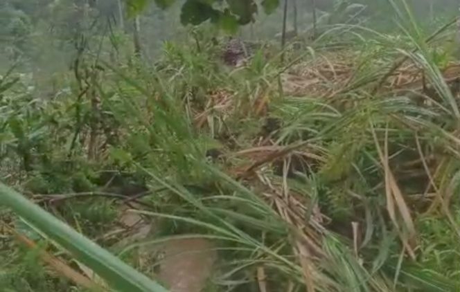 
 Tanaman Tebu Ikut Terseret Longsor, Petani Terancam Gagal Panen