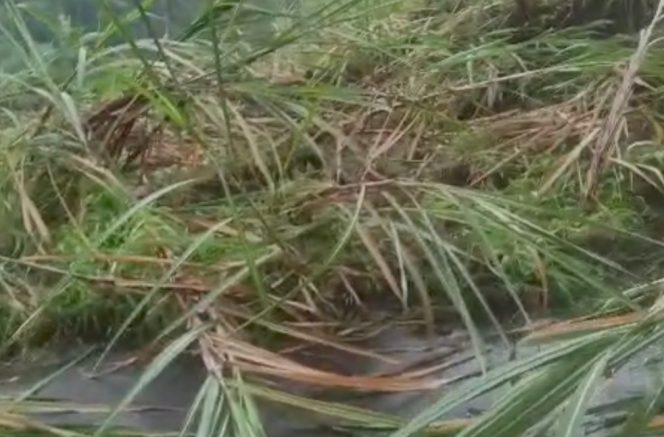 
 Tanah Longsor Terjang Bedayu dan Wonokerto, BPBD Lumajang Kerahkan Alat Berat