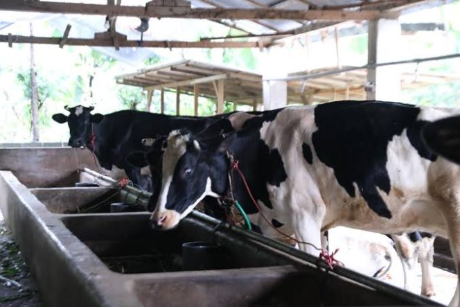 
 Peternakan Kambing dan Sapi Perah Jadi Tulang Punggung Senduro